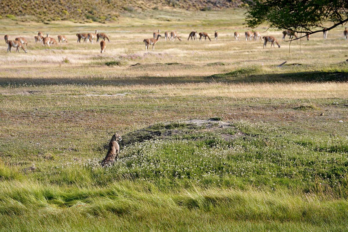 Puma hunting guanacos in Patagonia National Park (Chile)